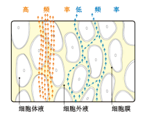 BE-1C普及型人體成分分析儀